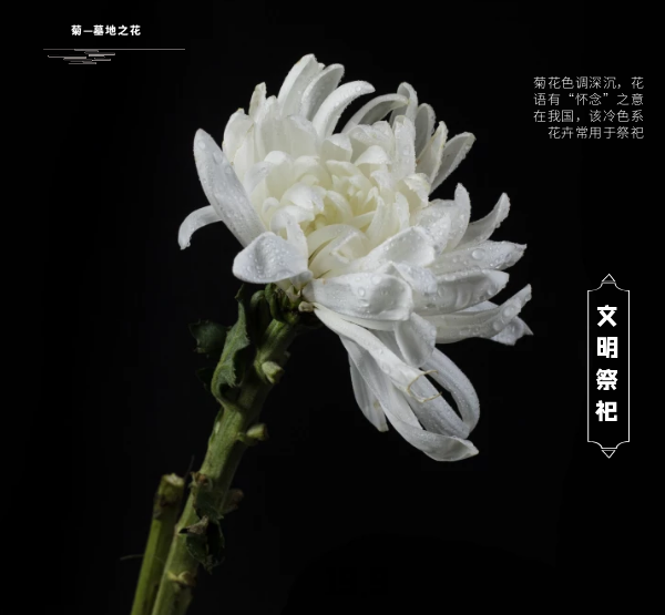图怪兽_bb2b8a03e90047983c6c2d8750d58cf5_64973.png